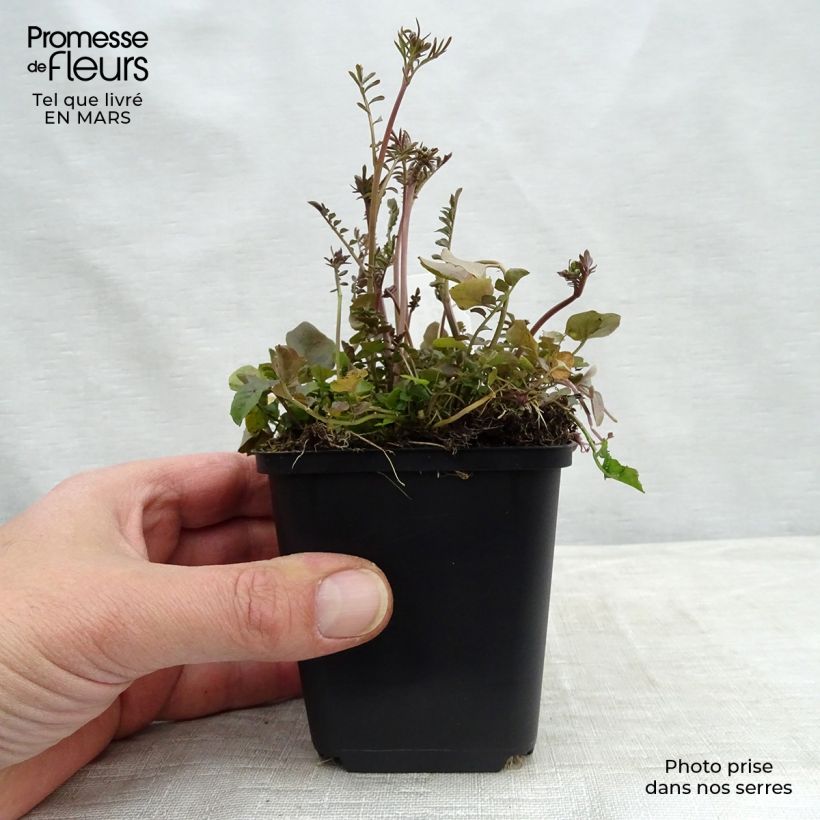 Cardamine pratensis 8/9 cm pot sample as delivered in winter