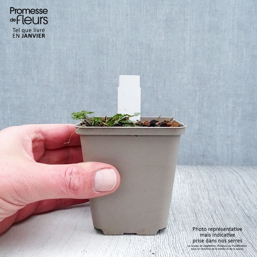 Cardamine pratensis Flore Pleno 8/9 cm pot sample as delivered in winter