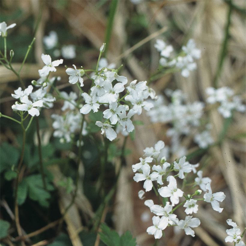 Cardamine trifolia (Flowering)