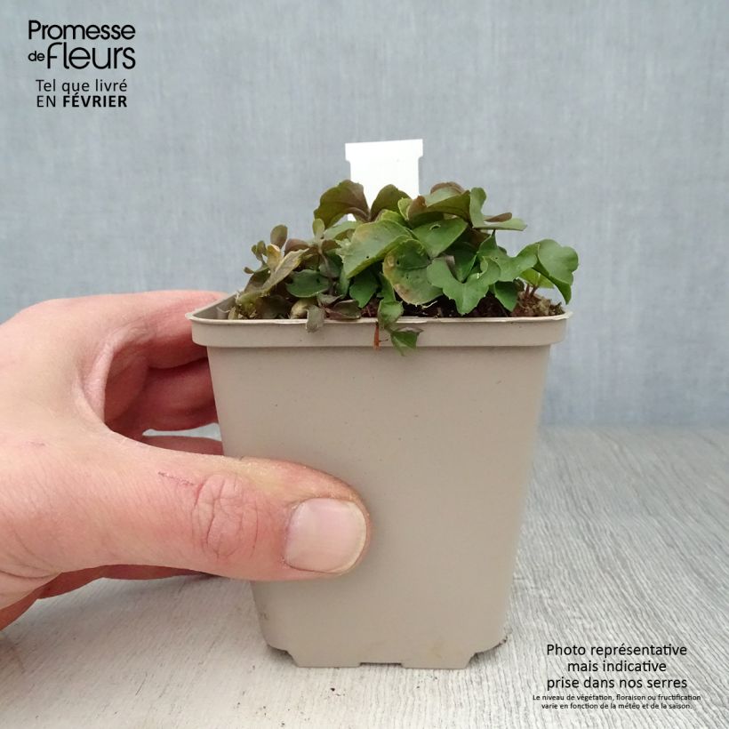 Cardamine trifolia 8/9 cm pot sample as delivered in winter