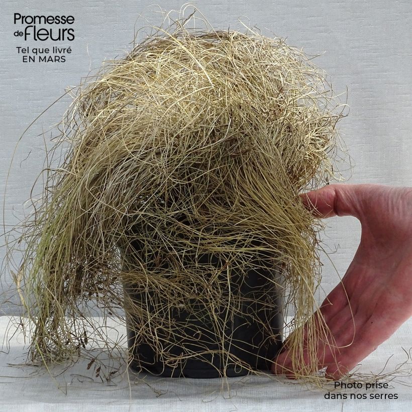 Carex comans Frosted Curls 2L/3L pot sample as delivered in winter