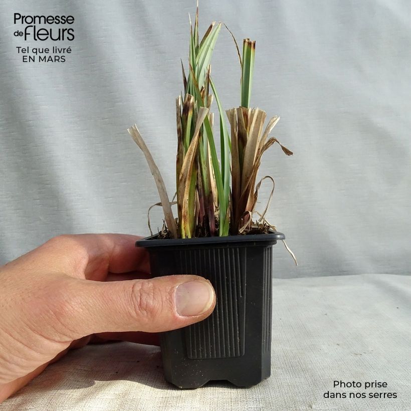 Carex acutiformis 8/9 cm pot sample as delivered in winter