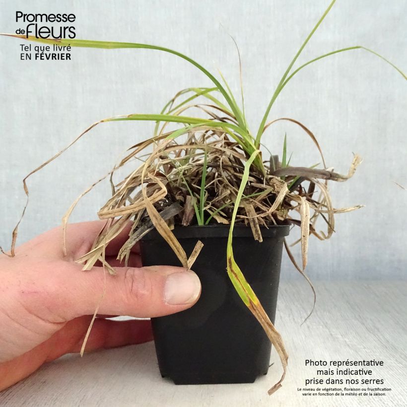 Carex atrata 8/9 cm pot sample as delivered in winter