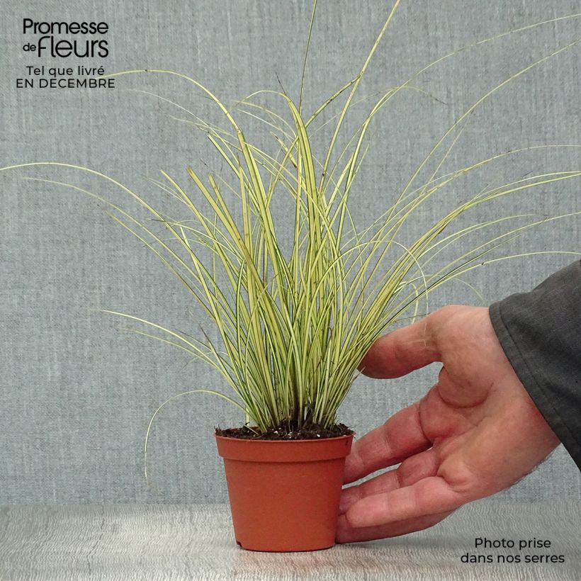 Carex brunnea Jenneke 8/9 cm pot sample as delivered in winter