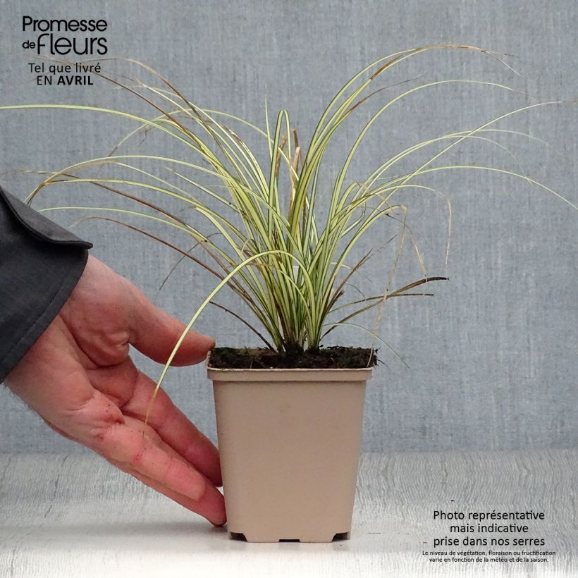 Carex brunnea Jenneke 8/9 cm pot sample as delivered in spring