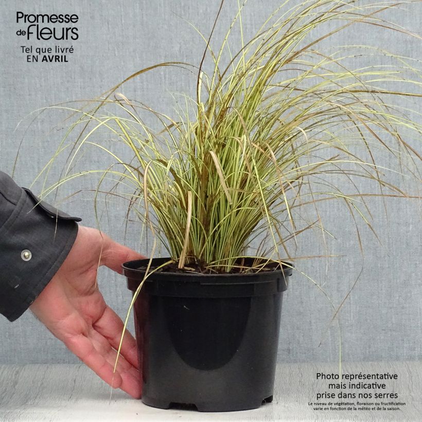 Carex brunnea Jenneke 2L/3L pot sample as delivered in spring