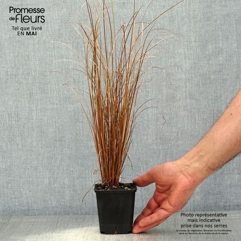 Carex buchananii Red Rooster 8/9 cm pot sample as delivered in spring