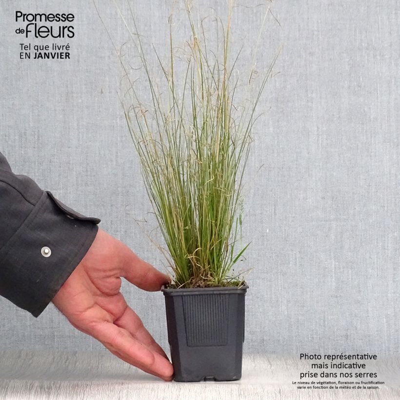 Carex buchananii Viridis 8/9 cm pot sample as delivered in winter