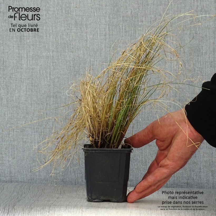 Carex buchananii Viridis 8/9 cm pot sample as delivered in autumn