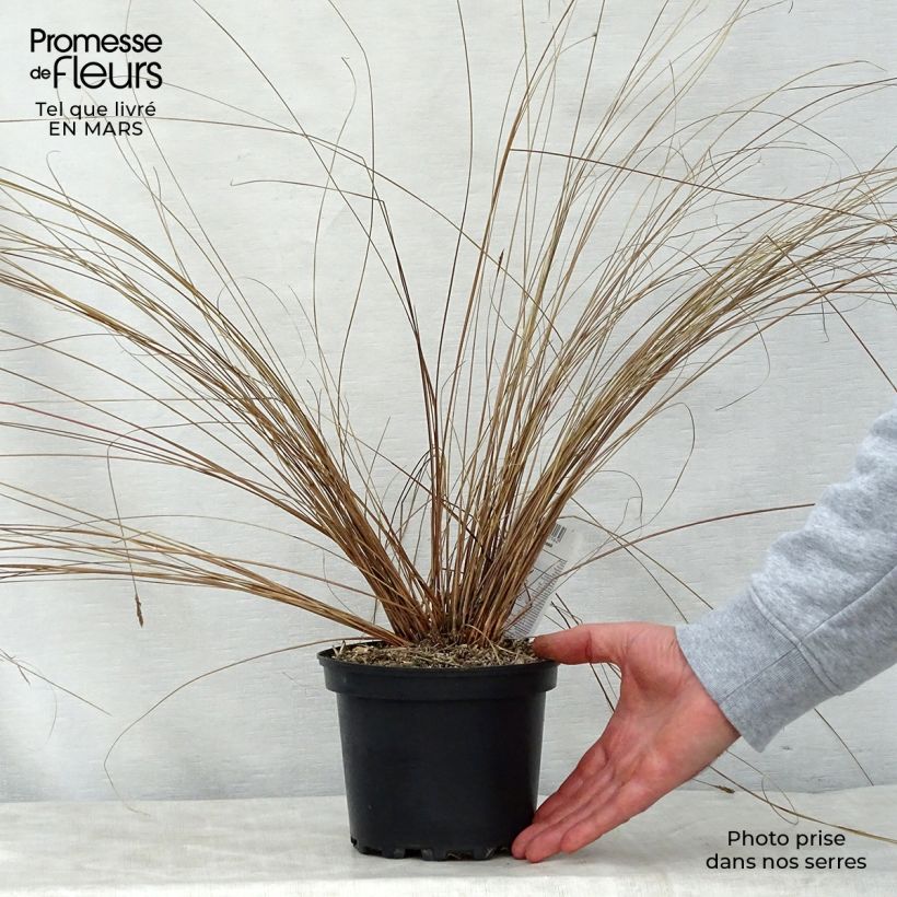 Carex buchananii 2L/3L pot sample as delivered in spring