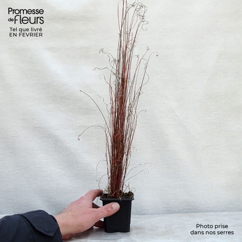 Carex buchananii 8/9 cm pot sample as delivered in winter