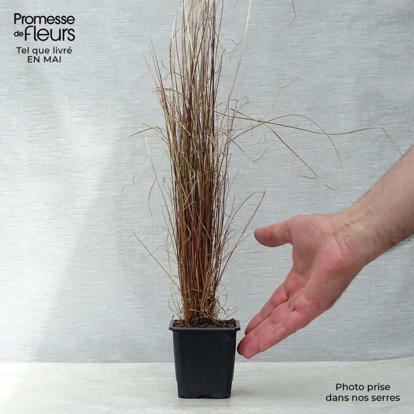 Carex buchananii 8/9 cm pot sample as delivered in spring