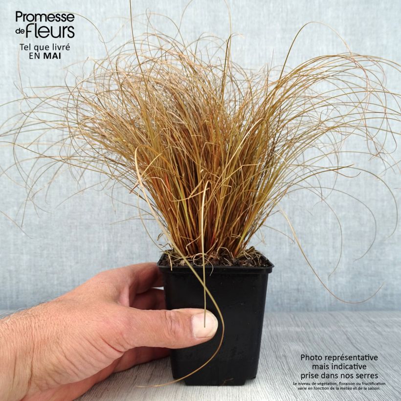 Carex comans Bronco 8/9 cm pot sample as delivered in spring
