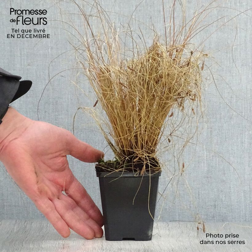 Carex comans Bronze Form 8/9 cm pot sample as delivered in winter