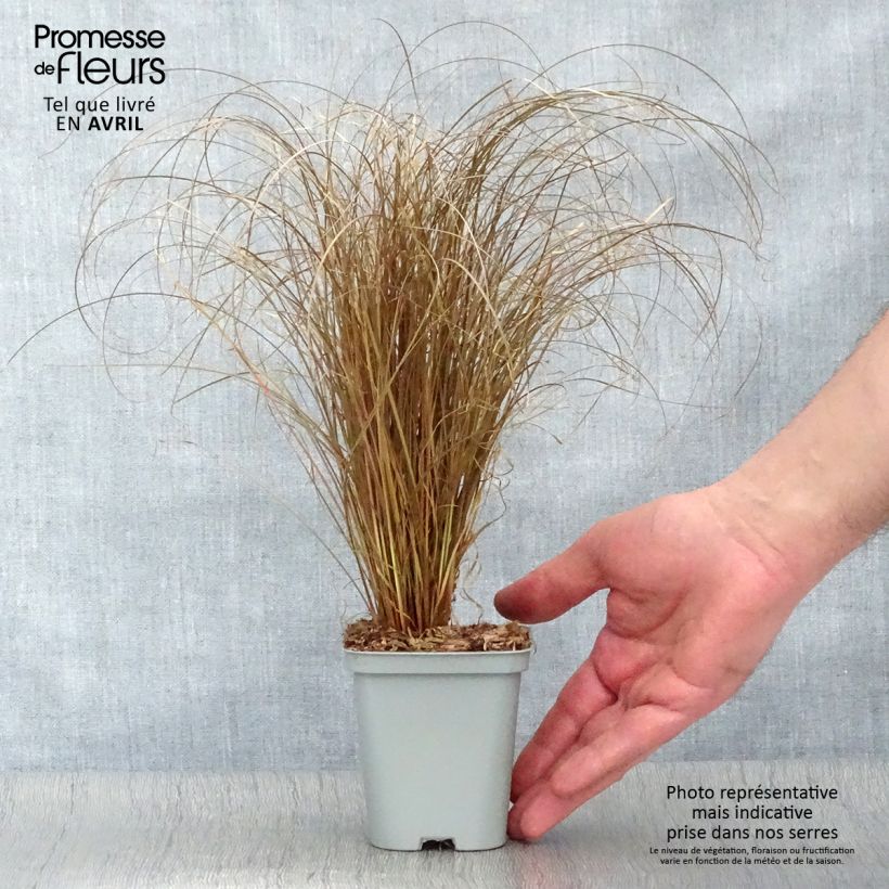 Carex comans Bronze Form 8/9 cm pot sample as delivered in spring