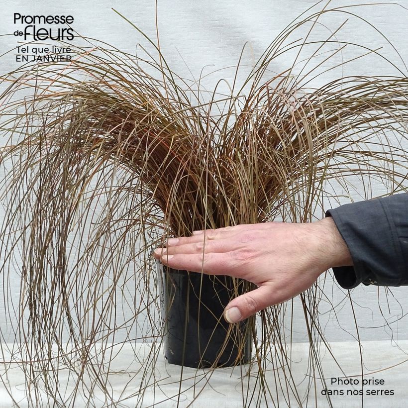 Carex comans Bronze Form 2L/3L pot sample as delivered in winter