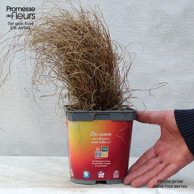 Carex comans Bronze Form 2L/3L pot sample as delivered in spring