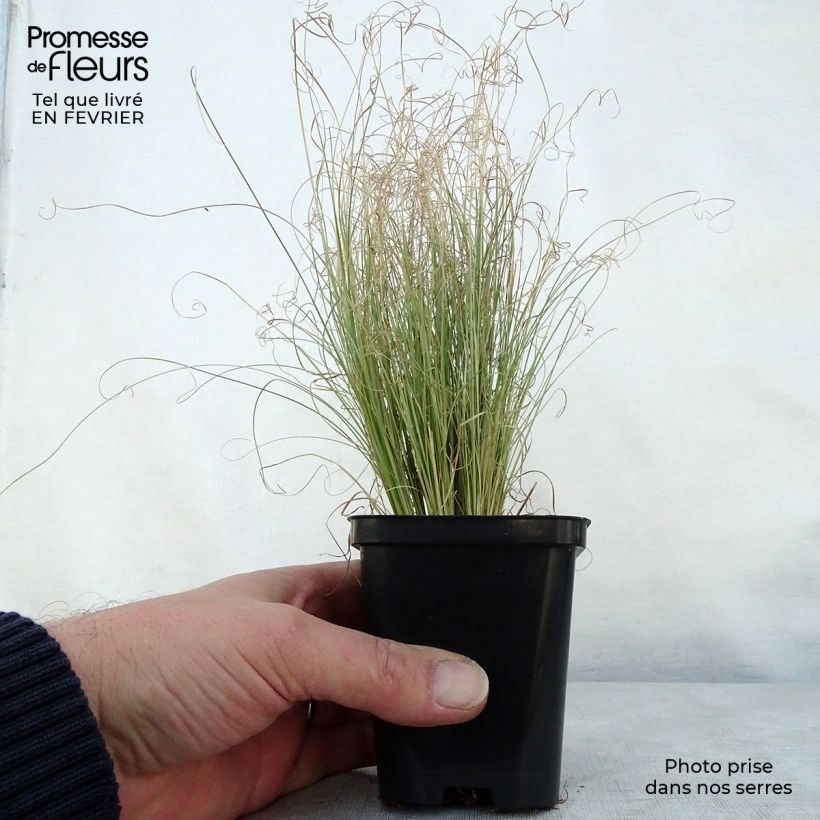 Carex comans Frosted Curls 8/9 cm pot sample as delivered in winter