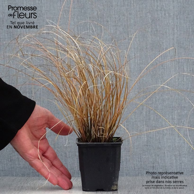 Carex comans Milk Chocolate 8/9 cm pot sample as delivered in autumn