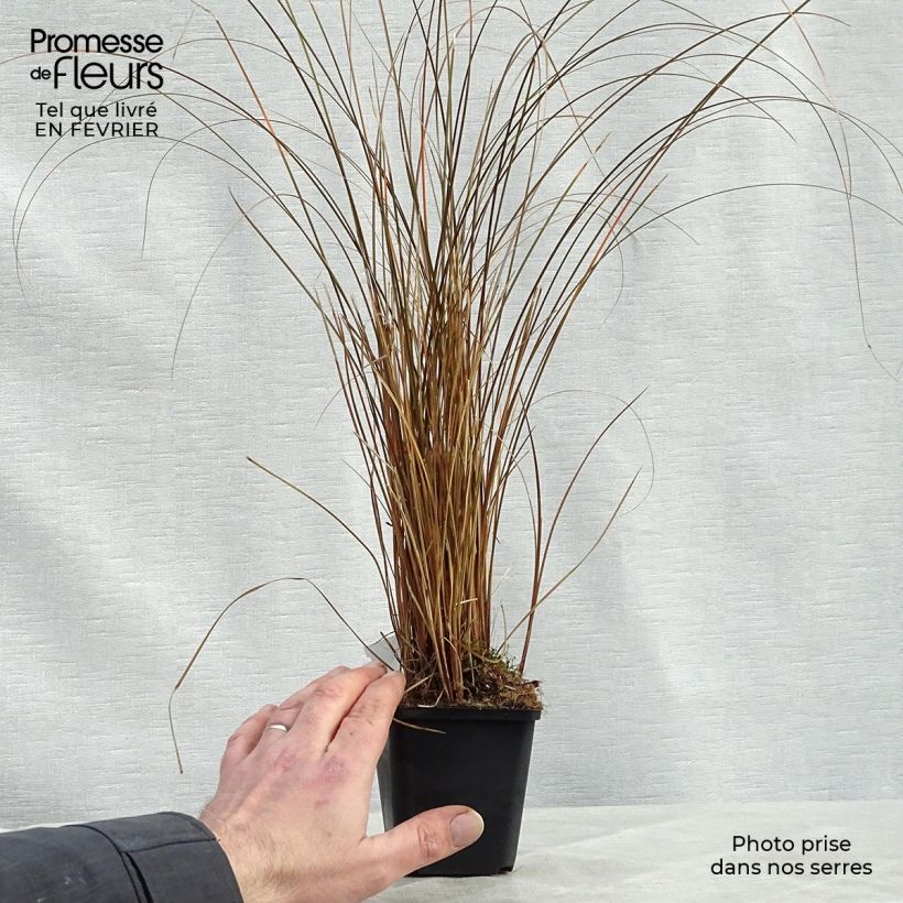 Carex comans Milk Chocolate 8/9 cm pot sample as delivered in winter