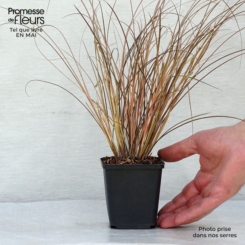 Carex comans Milk Chocolate 8/9 cm pot sample as delivered in spring