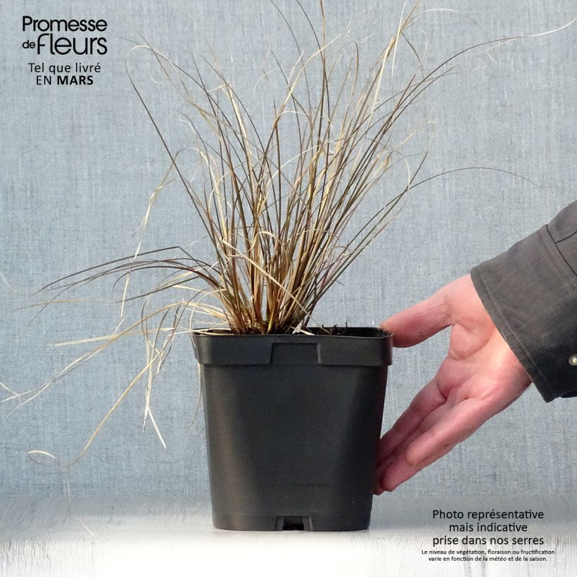 Carex comans Milk Chocolate 2L/3L pot sample as delivered in spring