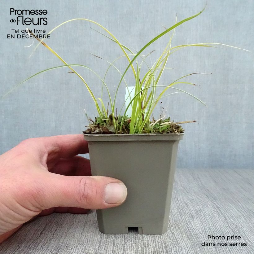 Carex conica Snowline 8/9 cm pot sample as delivered in winter