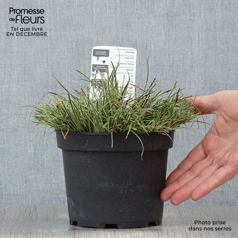 Carex conica Snowline 2L/3L pot sample as delivered in winter