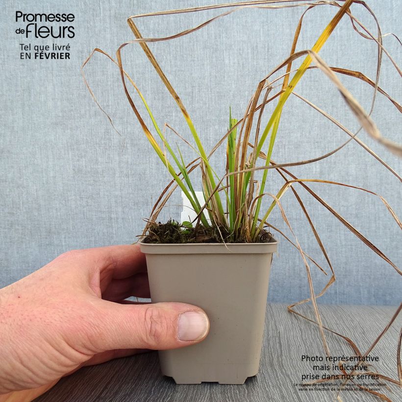 Carex elata Aurea 8/9 cm pot sample as delivered in winter