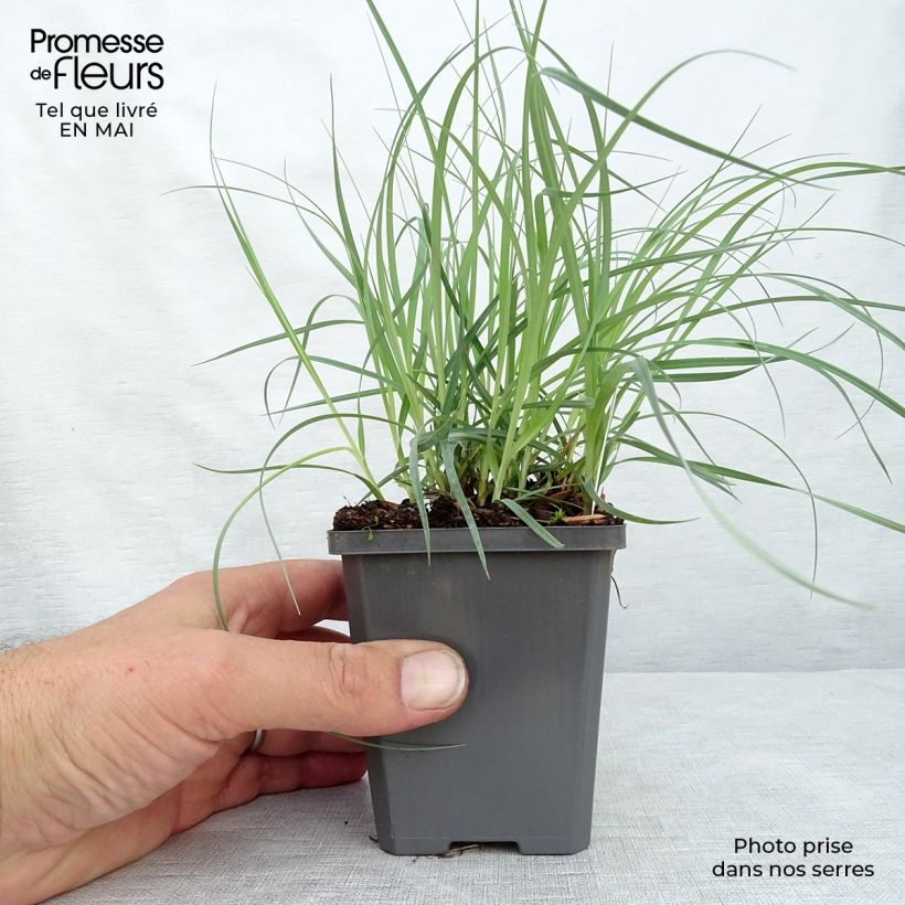 Carex flacca Blue Zinger 8/9 cm pot sample as delivered in spring