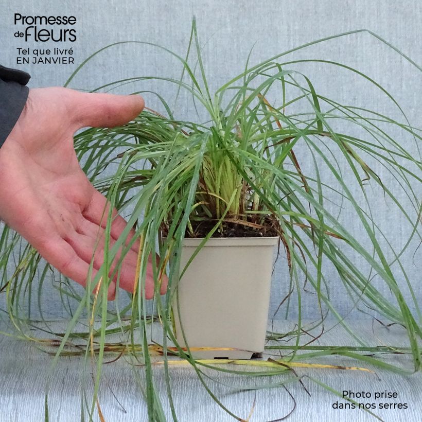 Carex flacca 8/9 cm pot sample as delivered in winter