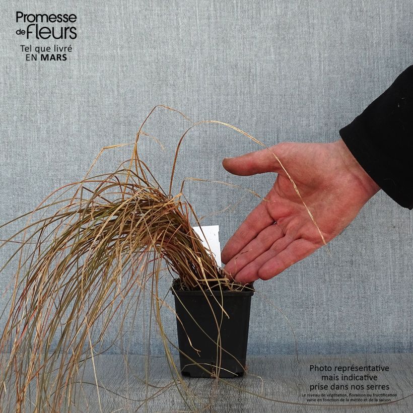 Carex flagellifera Bronzita 8/9 cm pot sample as delivered in winter