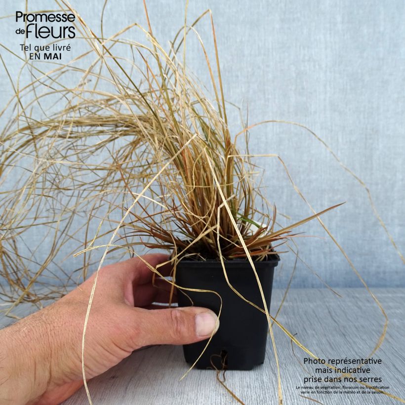 Carex flagellifera Bronzita 8/9 cm pot sample as delivered in spring