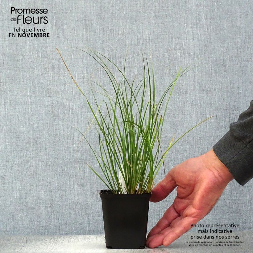 Carex flagellifera Kiwi 8/9 cm pot sample as delivered in autumn