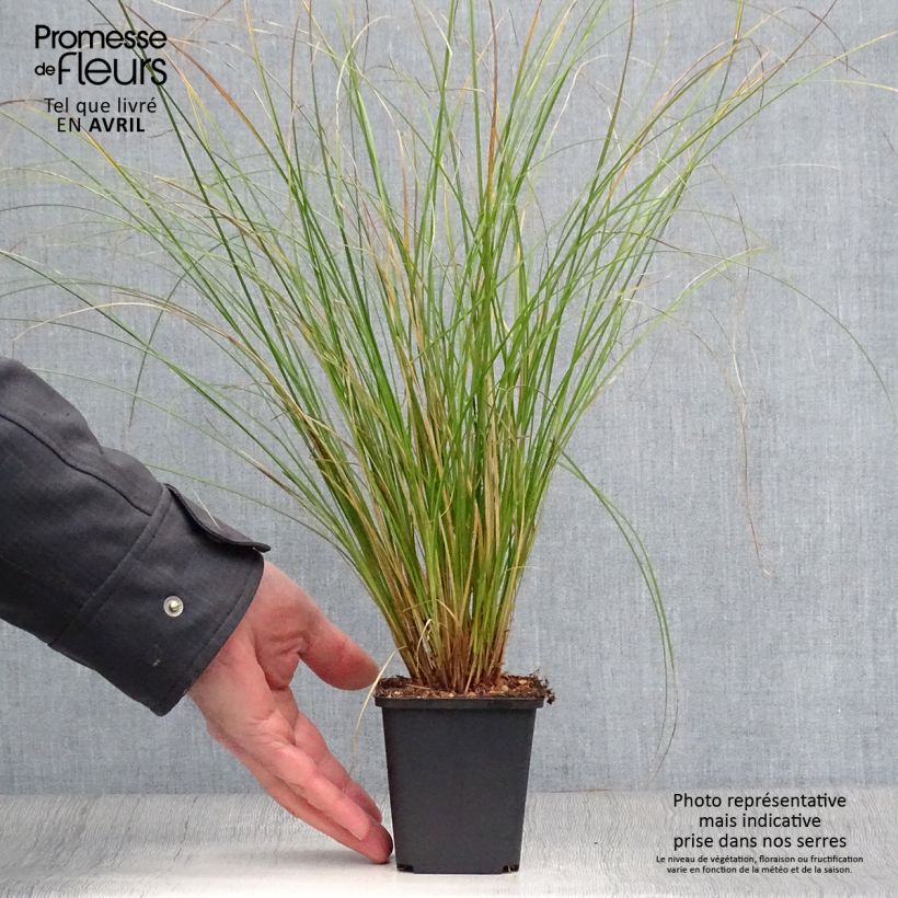 Carex flagellifera Kiwi 8/9 cm pot sample as delivered in spring