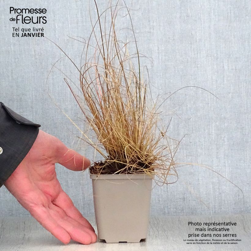 Carex flagellifera 8/9 cm pot sample as delivered in winter