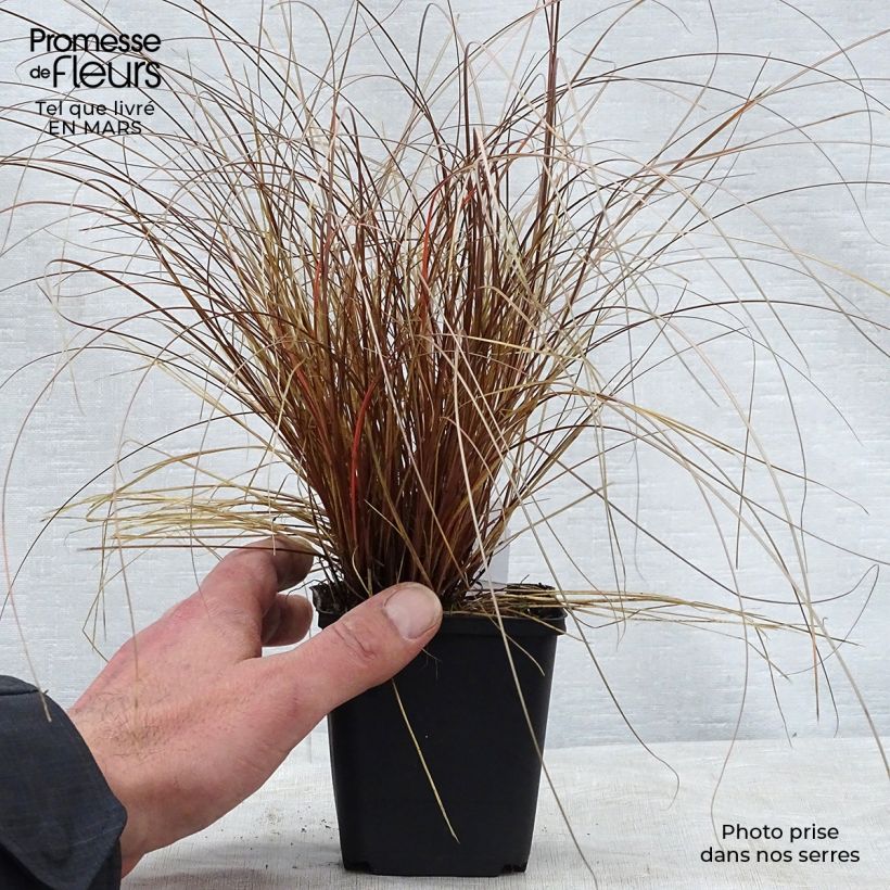 Carex flagellifera 8/9 cm pot sample as delivered in spring