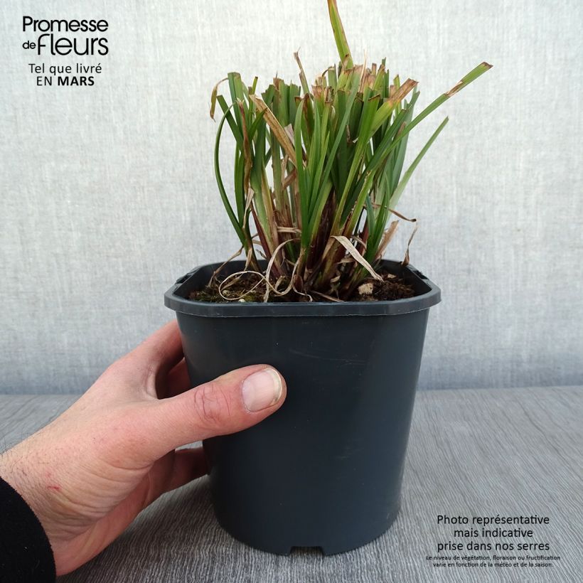 Carex grayi - Club sedge 2L/3L pot sample as delivered in winter
