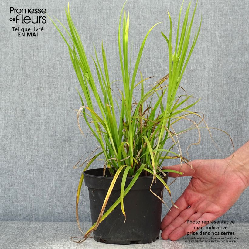 Carex grayi - Club sedge 2L/3L pot sample as delivered in spring