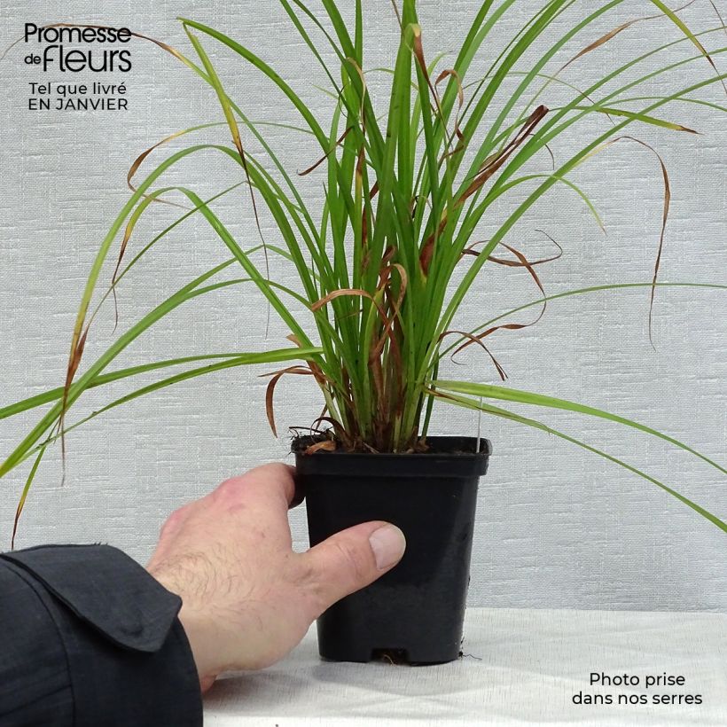 Carex grayi - Club sedge 8/9 cm pot sample as delivered in winter