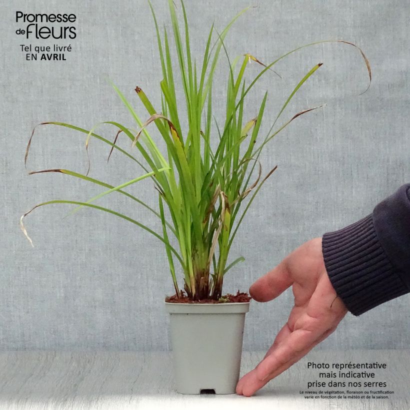 Carex grayi - Club sedge 8/9 cm pot sample as delivered in spring