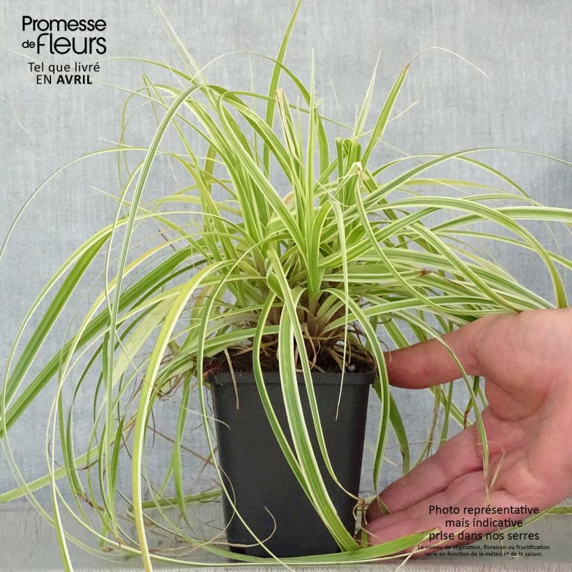 Carex Feather Falls 8/9 cm pot sample as delivered in spring