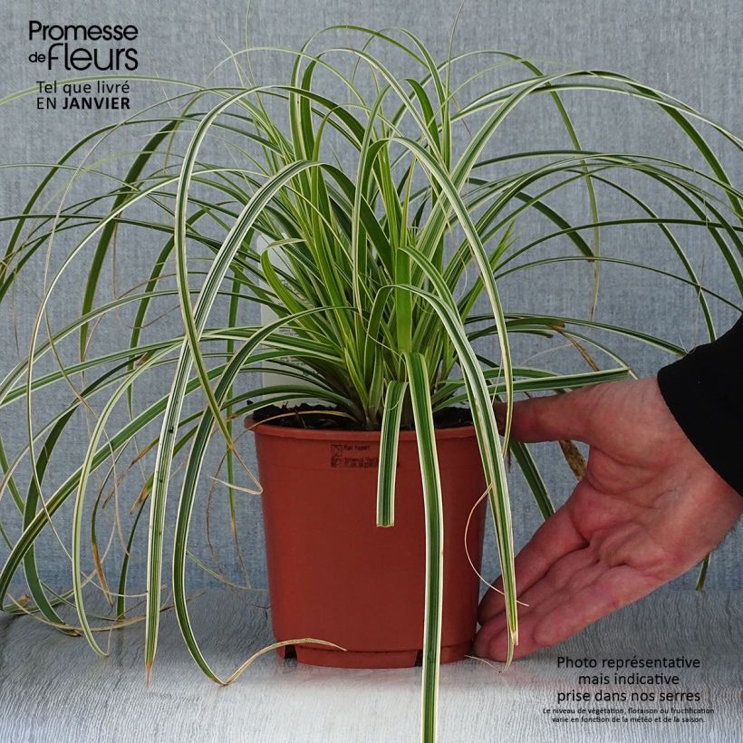 Carex Feather Falls 1L/1.5L pot sample as delivered in winter