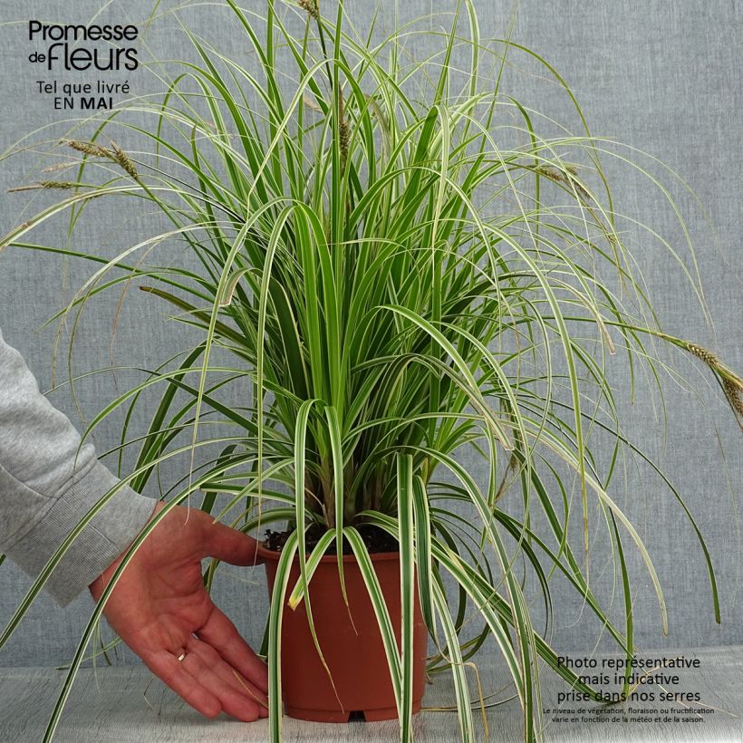 Carex Feather Falls 1L/1.5L pot sample as delivered in spring