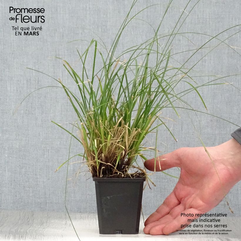 Carex lenta Osaka 8/9 cm pot sample as delivered in spring