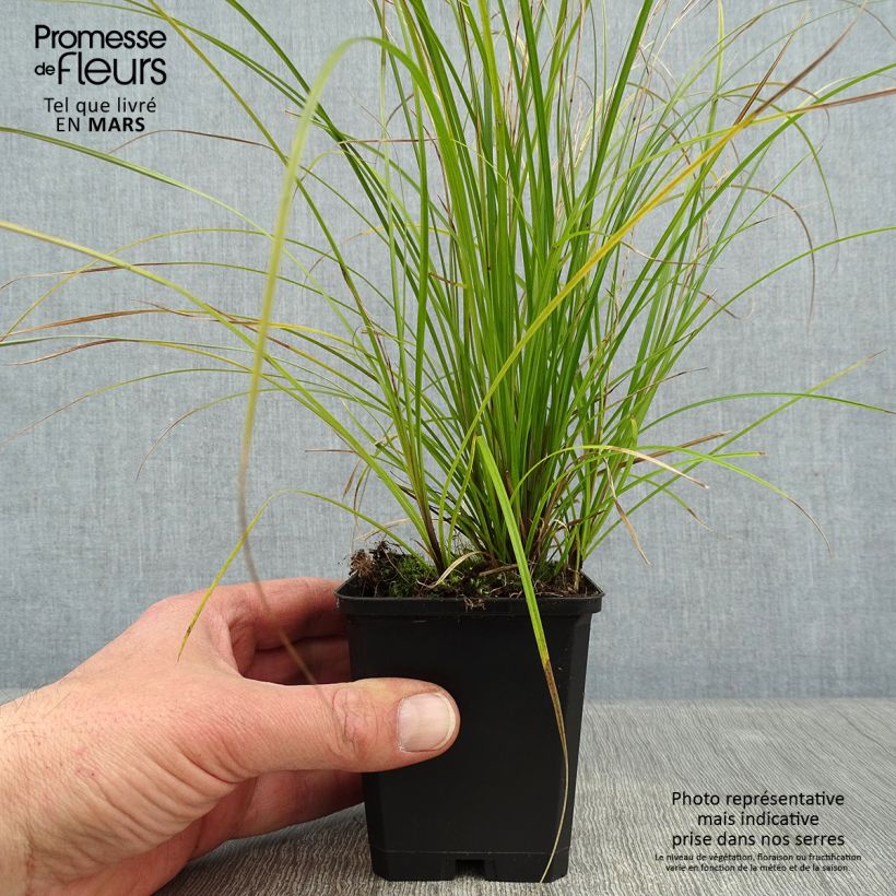 Carex lenta Osaka 8/9 cm pot sample as delivered in winter