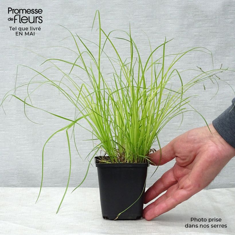 Carex montana 8/9 cm pot sample as delivered in spring