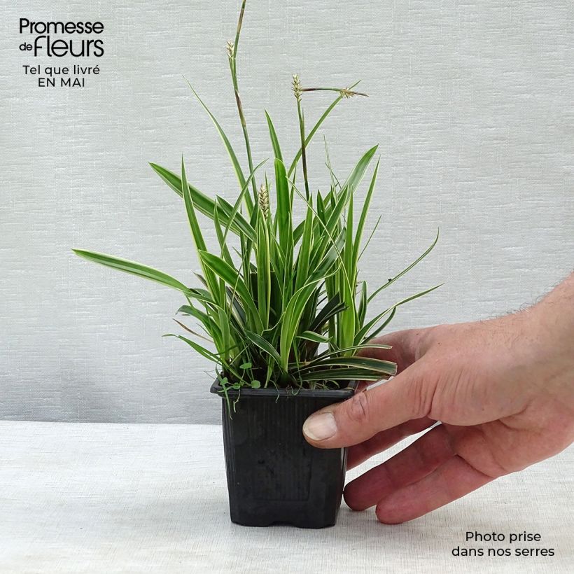 Carex morrowii Ice Dance 8/9 cm pot sample as delivered in spring