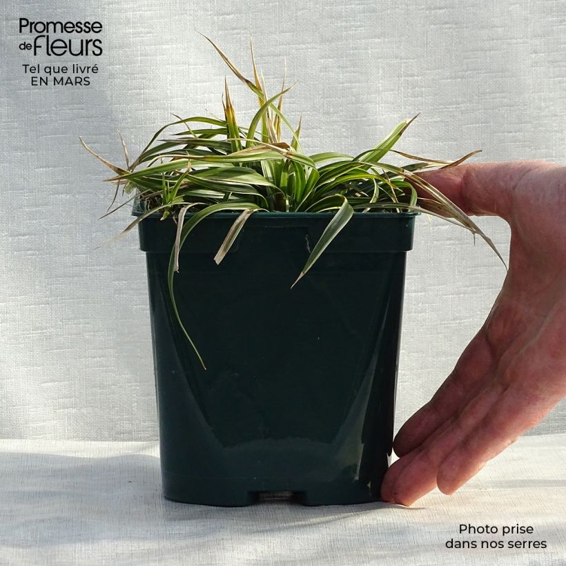 Carex morrowii Ice Dance 2L/3L pot sample as delivered in winter