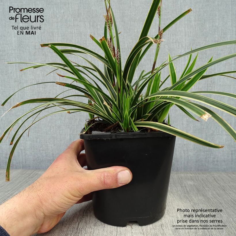 Carex morrowii Ice Dance 2L/3L pot sample as delivered in spring